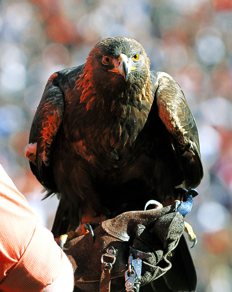 Iron Bowl 2009